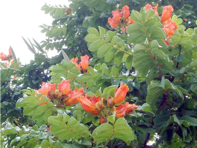 African Tulip Tree
