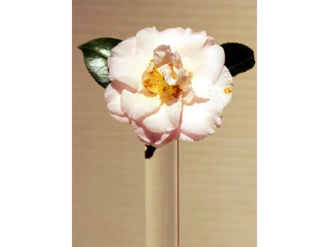 山茶 ’玛乔丽华丽'