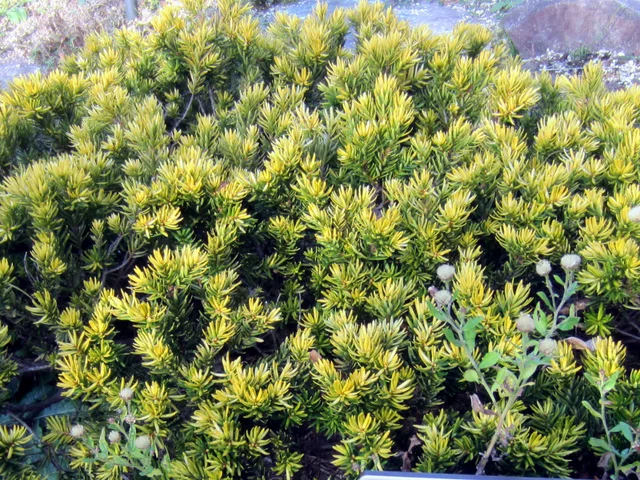 Dwarf Japanese yew