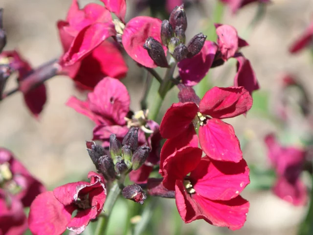 Wall flower