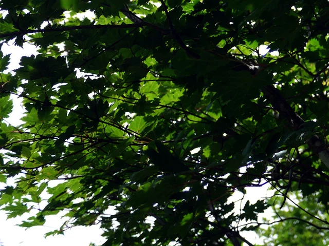 Acer tschonoskii