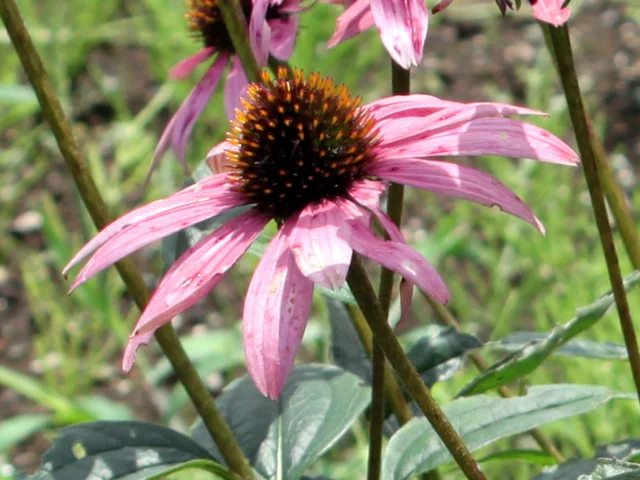 Echinacea purpurea