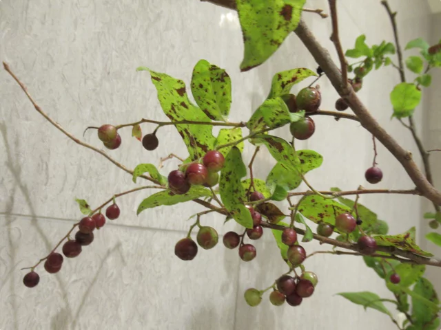 Vaccinium oldhamii