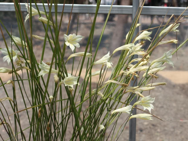 Gladiolus tristis