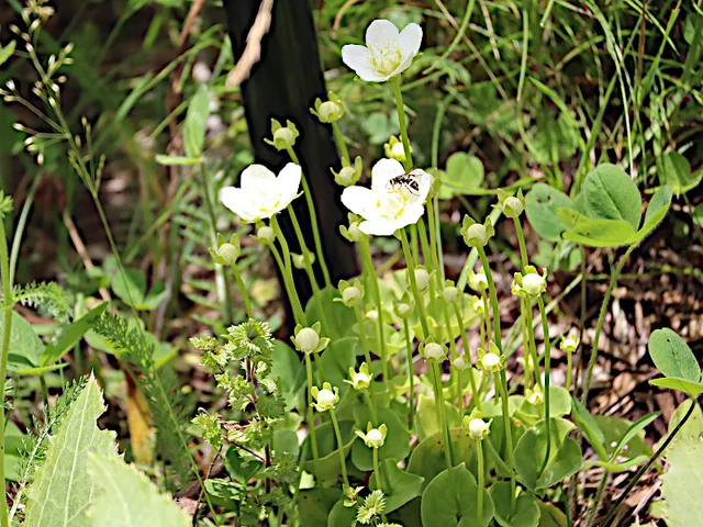 marsh grass of Parnassus