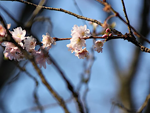 十月樱花