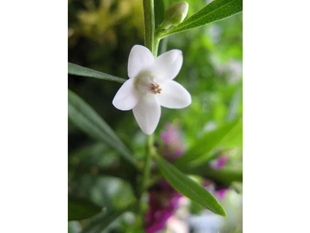 克羅威花