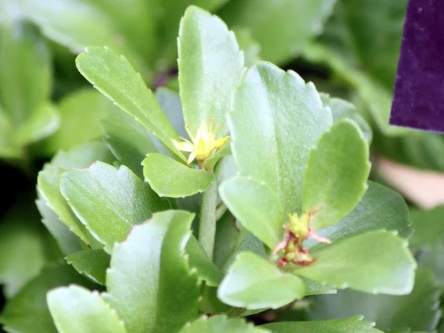 海滨珍珠菜