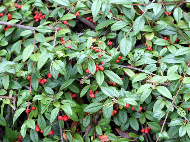 Rock cotoneaster