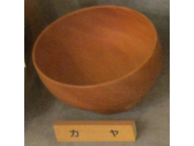 Japanese torreya