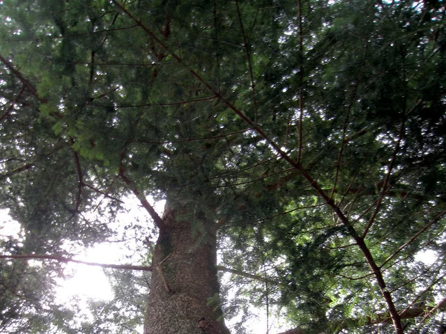 Nikko Fir Abies homolepis