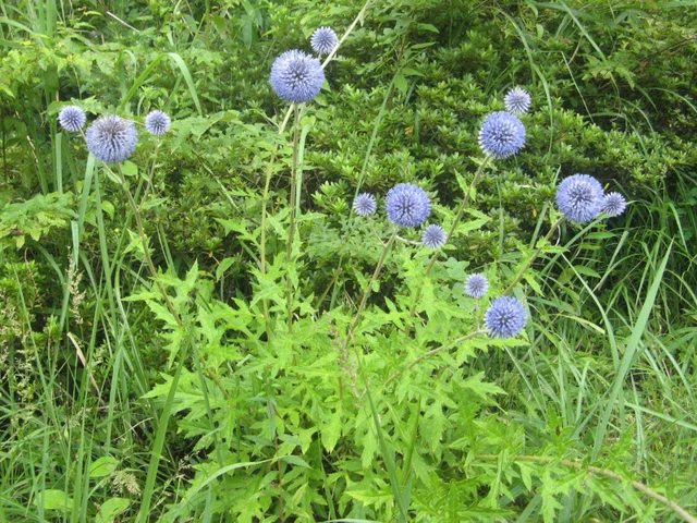 Echinops setifer