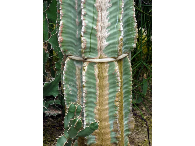 Euphorbia abyssinica