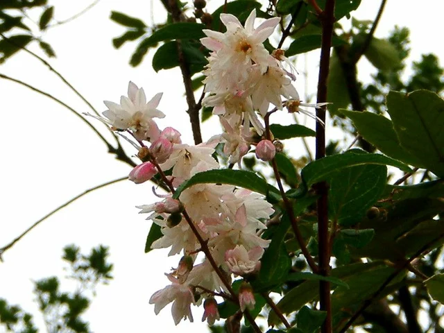 Deutzia crenata f. plena