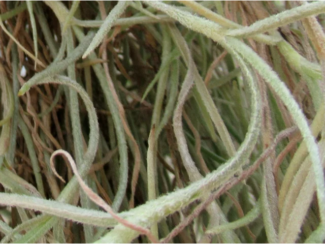 utriculata Pringlei