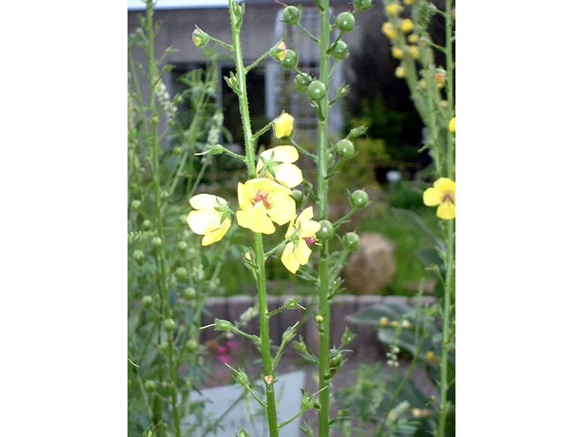 Twiggy mullein