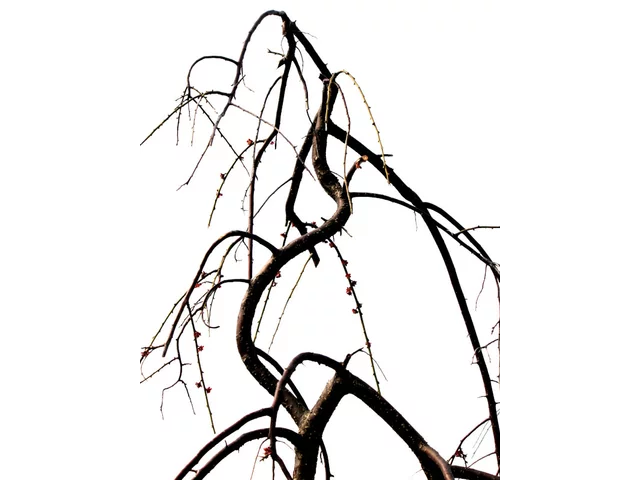 梅花 ’鹿岛红’