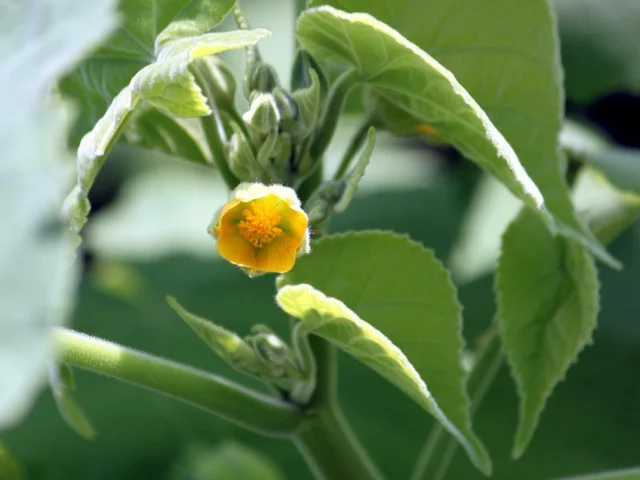 Abutilon theophrasti