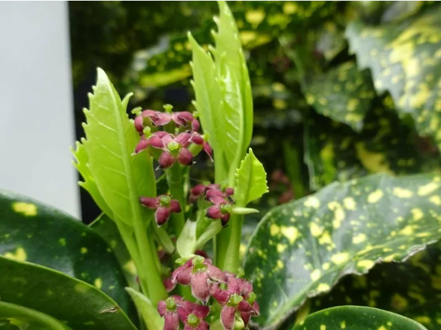 Aucuba japonica