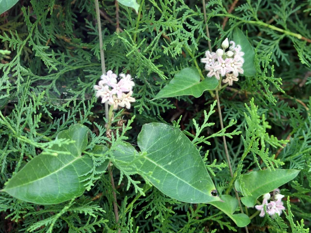 Metaplexis japonica