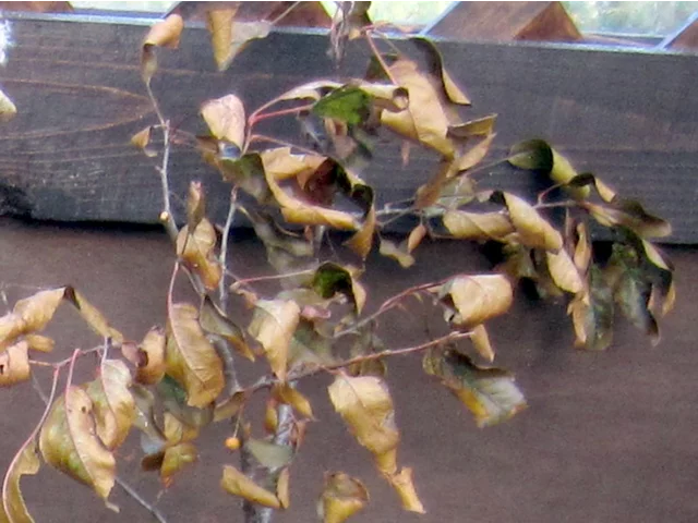 Malus toringo