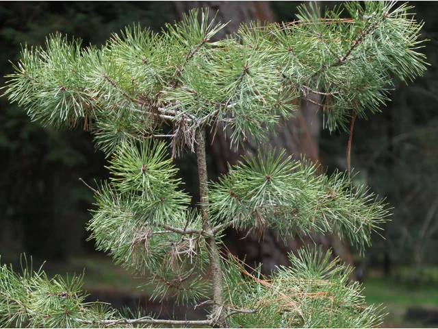 歐洲赤松