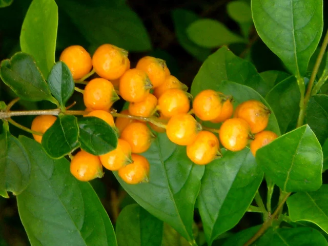 Duranta