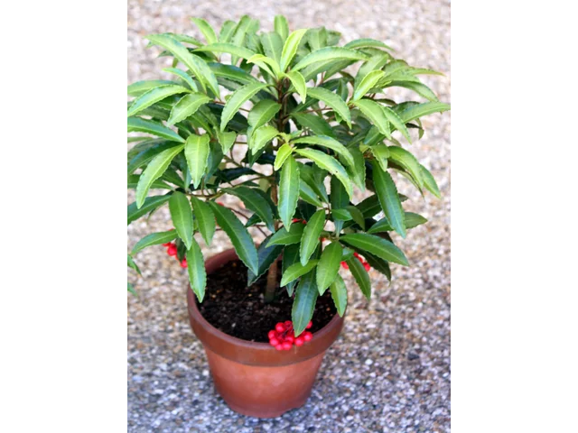 Ardisia crenata