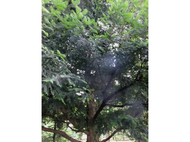 Japanese torreya