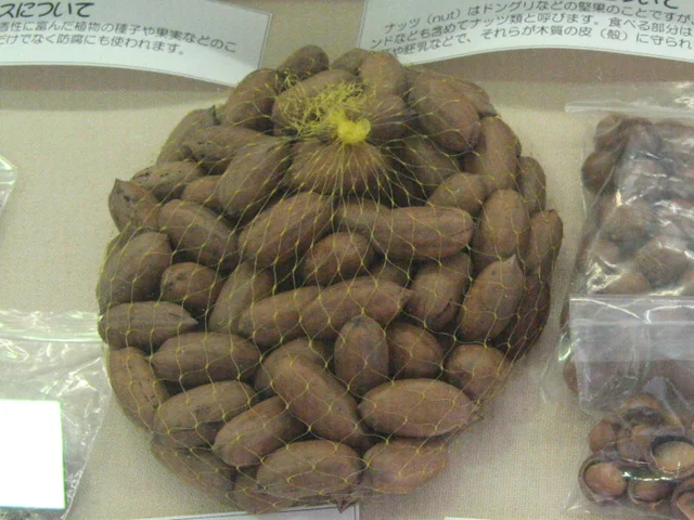 ペカン
