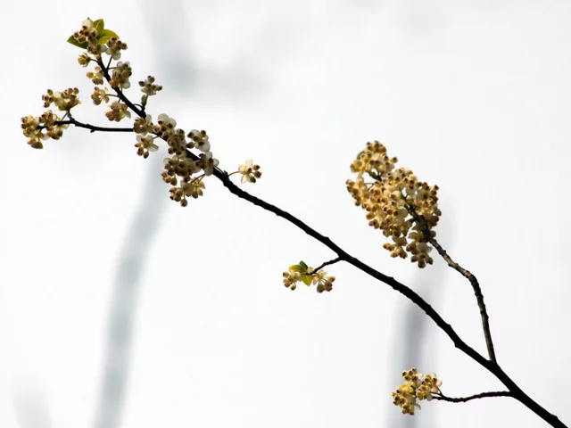 Litsea cubeba