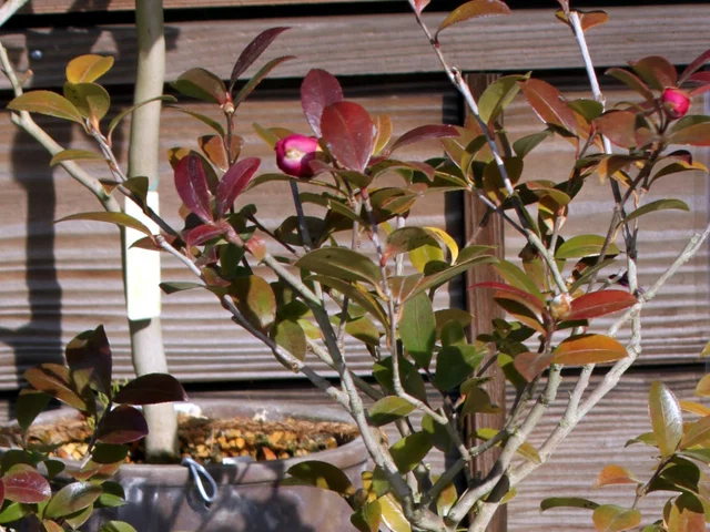 Camellia sasanqua 'Mikuni-kou'