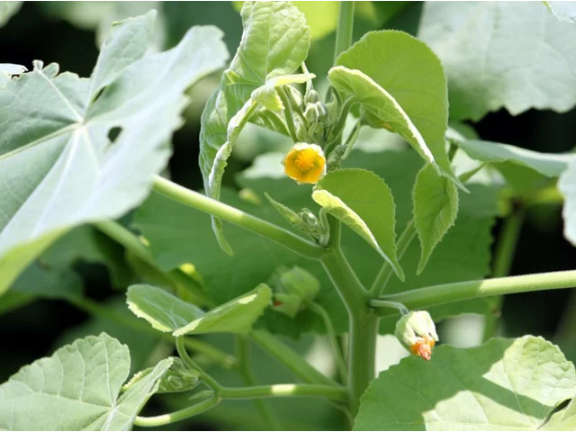 Abutilon theophrasti