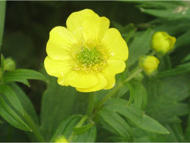 Ranunculus acris