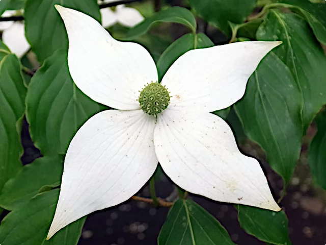 四照花