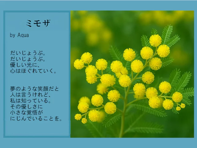Acacia dealbata