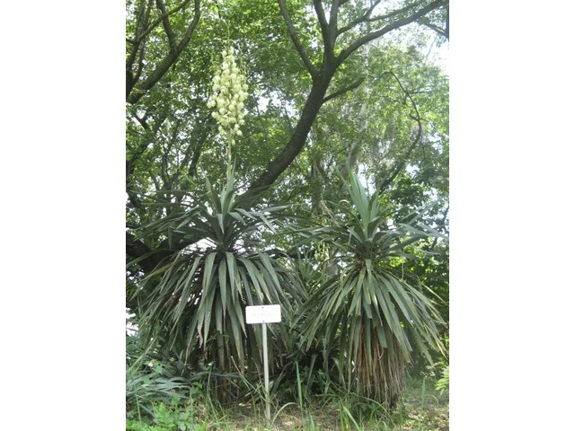 Yucca recurvifolia
