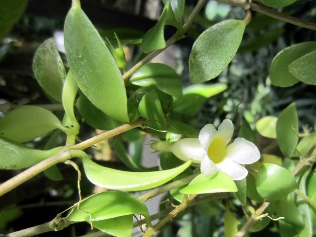 Codonanthe grachiris