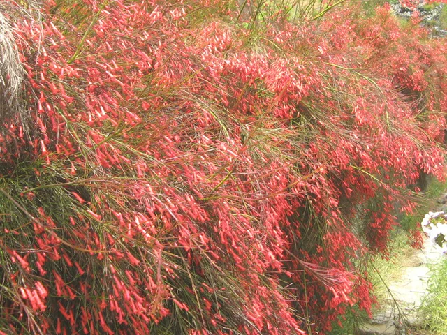 爆仗竹