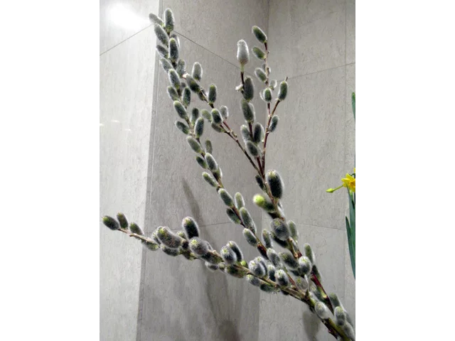 Pussy willow