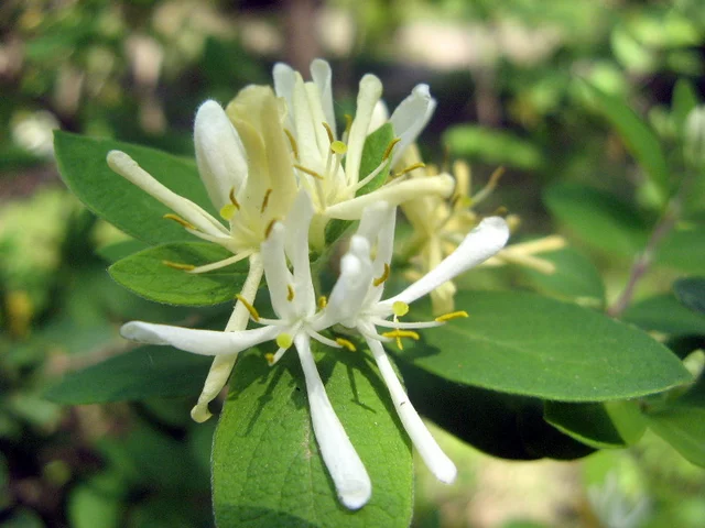 Lonicera morrowii