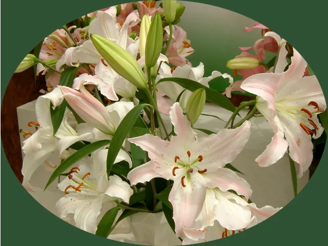 Oriental Lily Marco Polo