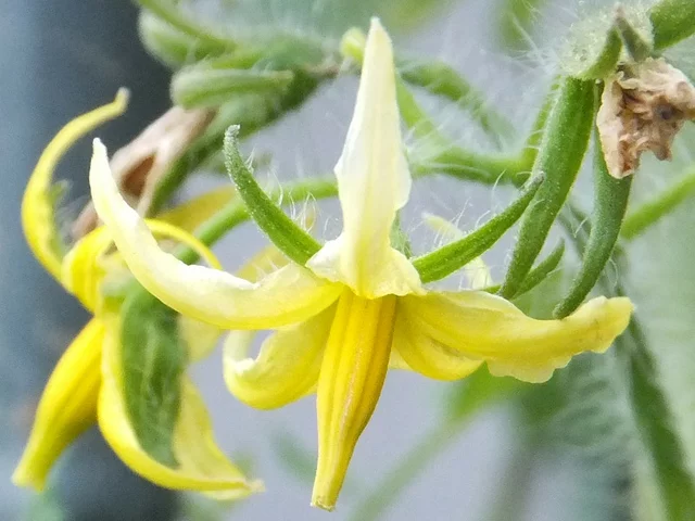Tomato