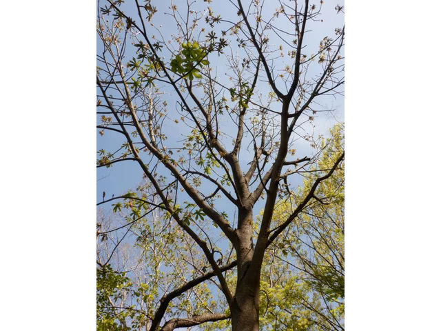 Aesculus turbinata