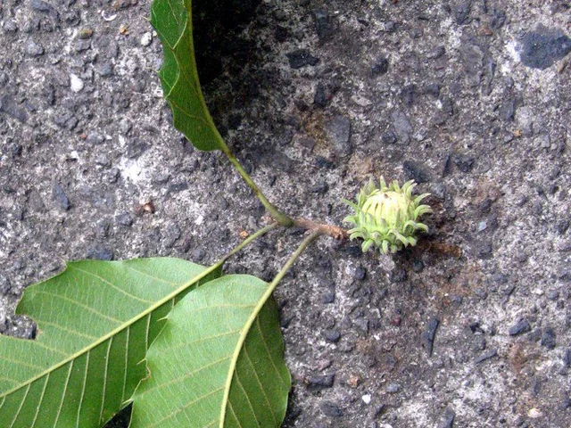 Sawtooth oak