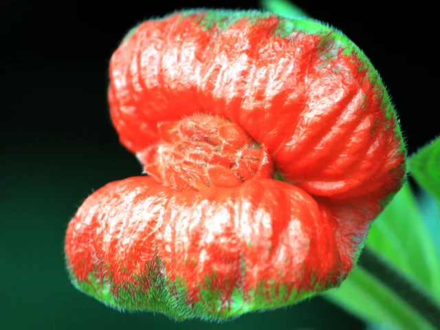 Hot Lips
