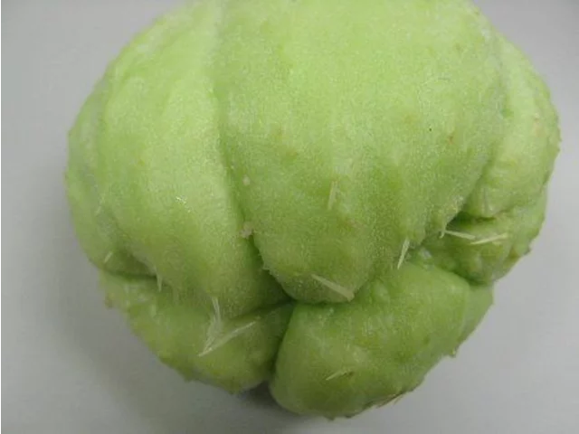 Chayote