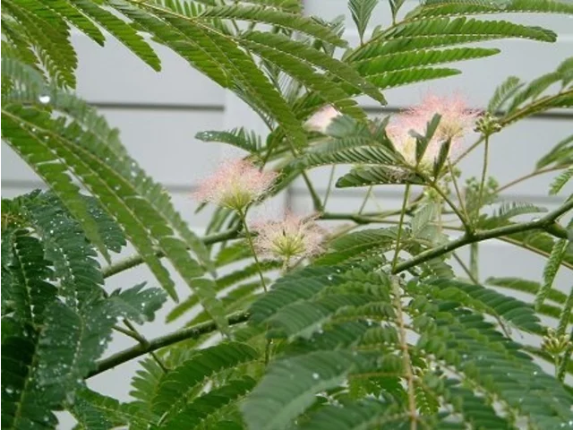Albizia julibrissin