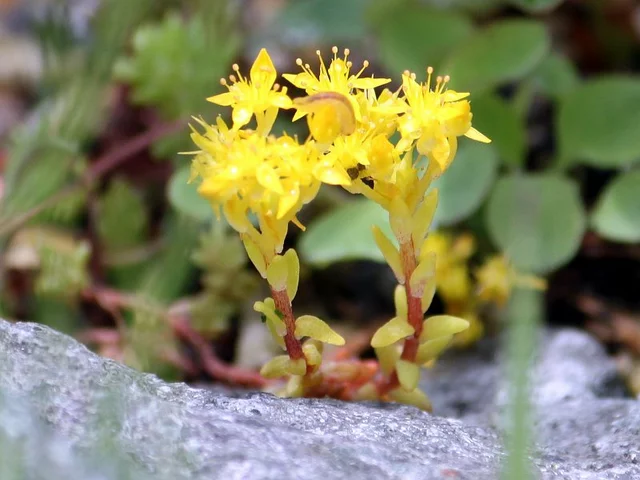 Sedum japonicum senanense