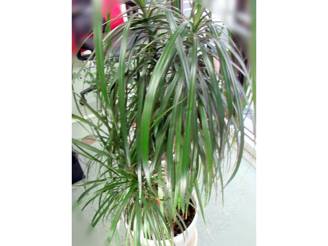 紅邊竹蕉